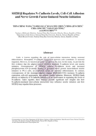 SH2B1β regulates N-cadherin levels, cell-cell adhesion and nerve growth factor-induced neurite initiation