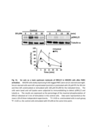 Endocytosis-dependent lysosomal degradation of Src induced by protease-activated receptor 1