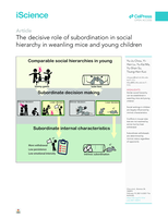 The decisive role of subordination in social hierarchy in weanling mice and young children
