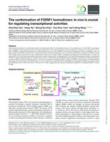 The conformation of FOXM1 homodimers in vivo is crucial for regulating transcriptional activities