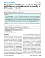 Interplay between cell migration and neurite outgrowth determines SH2B1β-enhanced neurite regeneration of differentiated PC12 cells