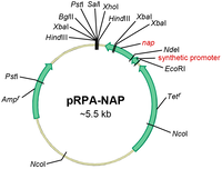 One-Step Chromatographic Purification of Helicobacter pylori Neutrophil-Activating Protein Expressed in Bacillus subtilis